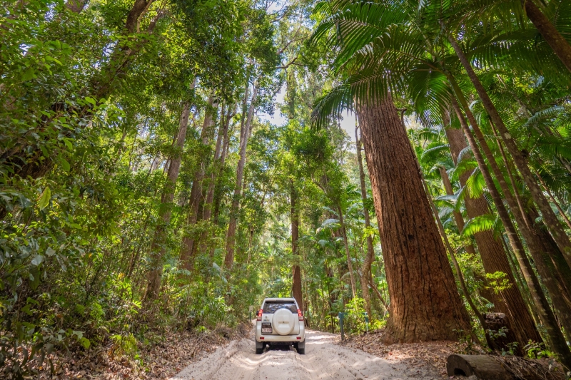 Pile Valley, Fraser Island, Queensland © Tourism Australia Pile Valley, Fraser Island, Queensland © Tourism Australia