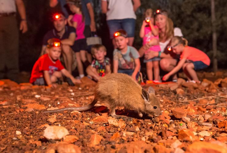 Tour notturno nell'Alice Springs Desert Park, Alice Springs, Northern Territory © Alice Springs Desert Park Tour notturno nell'Alice Springs Desert Park, Alice Springs, Northern Territory © Alice Springs Desert Park