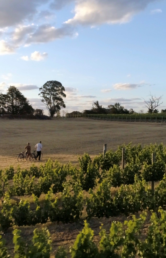  Due persone passeggiano spingendo le biciclette lungo il vigneto Clonakilla, Murrumbateman, New South Wales © Destination NSW