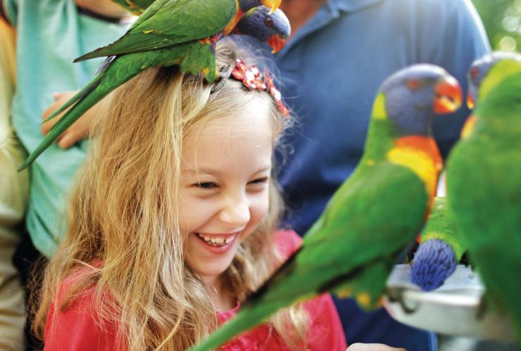 Currumbin Wildlife Sanctuary, Gold Coast, Queensland © Tourism and Events Queensland Currumbin Wildlife Sanctuary, Gold Coast, Queensland © Tourism and Events Queensland