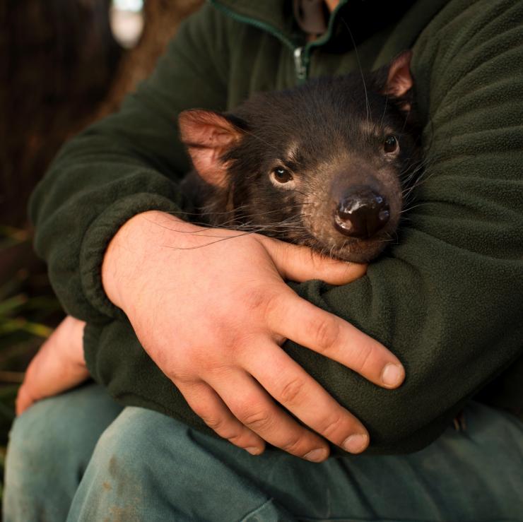 Diavolo della Tasmania al Bonorong Wildlife Park di Brighton, Tasmania © Joe McNally Photography Diavolo della Tasmania al Bonorong Wildlife Park di Brighton, Tasmania © Joe McNally Photography