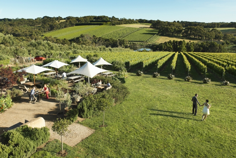 Montalto Vineyard & Olive Grove, Red Hill South, Victoria © Robyn Lea, Brand Victoria Montalto Vineyard & Olive Grove, Red Hill South, Victoria © Robyn Lea, Brand Victoria