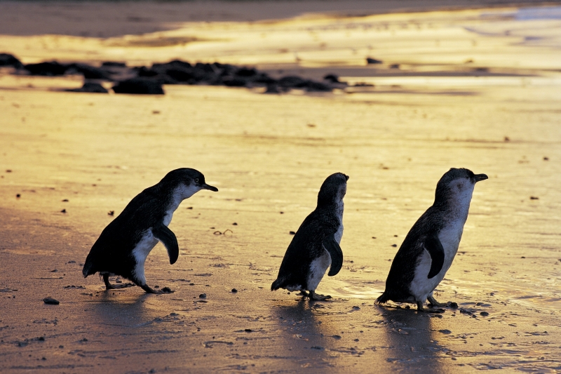 Pinguini minori, Phillip Island Nature Park, Victoria © Phillip Island Nature Park Pinguini minori, Phillip Island Nature Park, Victoria © Phillip Island Nature Park