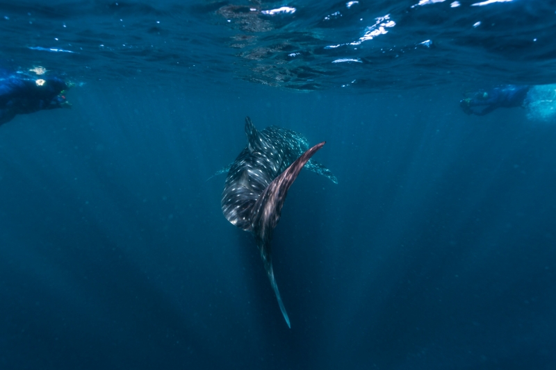 Squalo balena che nuota a Ningaloo Reef © Tourism Western Australia Squalo balena che nuota a Ningaloo Reef © Tourism Western Australia