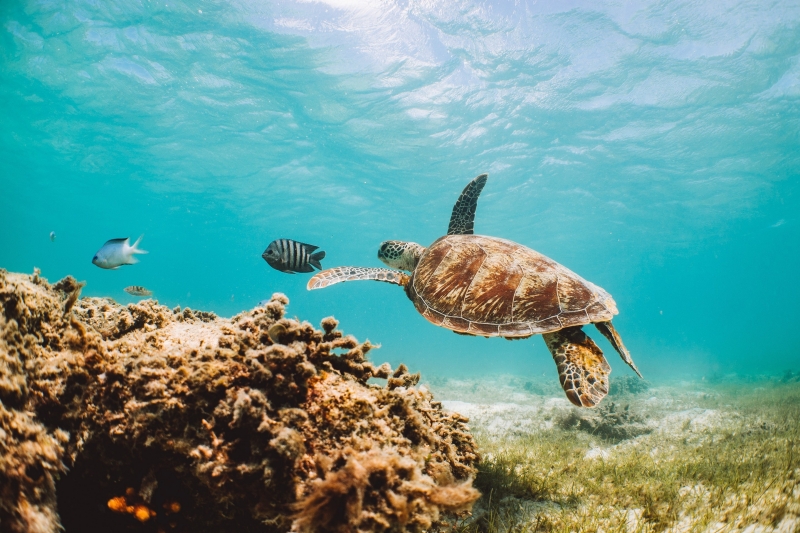 Lizard Island, Grande Barriera Corallina, Queensland - Tourism Australia Lizard Island, Grande Barriera Corallina, Queensland - Tourism Australia