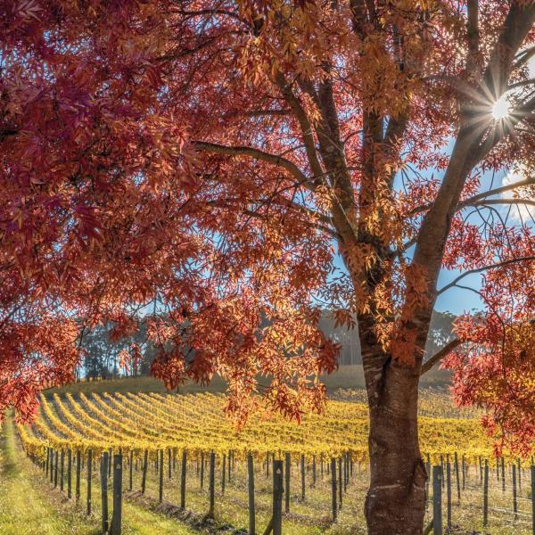 Autunno a Centennial Vineyards, Bowral nelle Southern Highlands © Kramer Photography