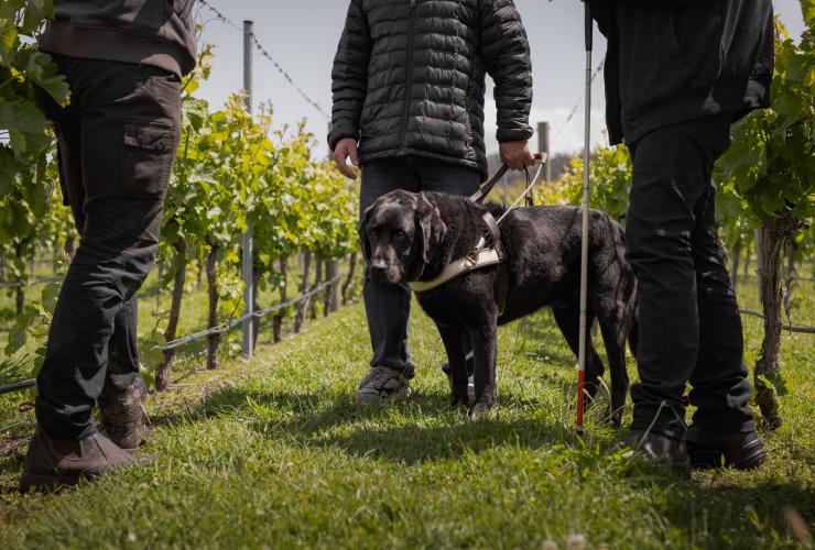 Uomo con un cane guida che visita i vigneti al Puddleduck Vineyard con un amico e una guida, Richmond, Tasmania © Dearna Bond