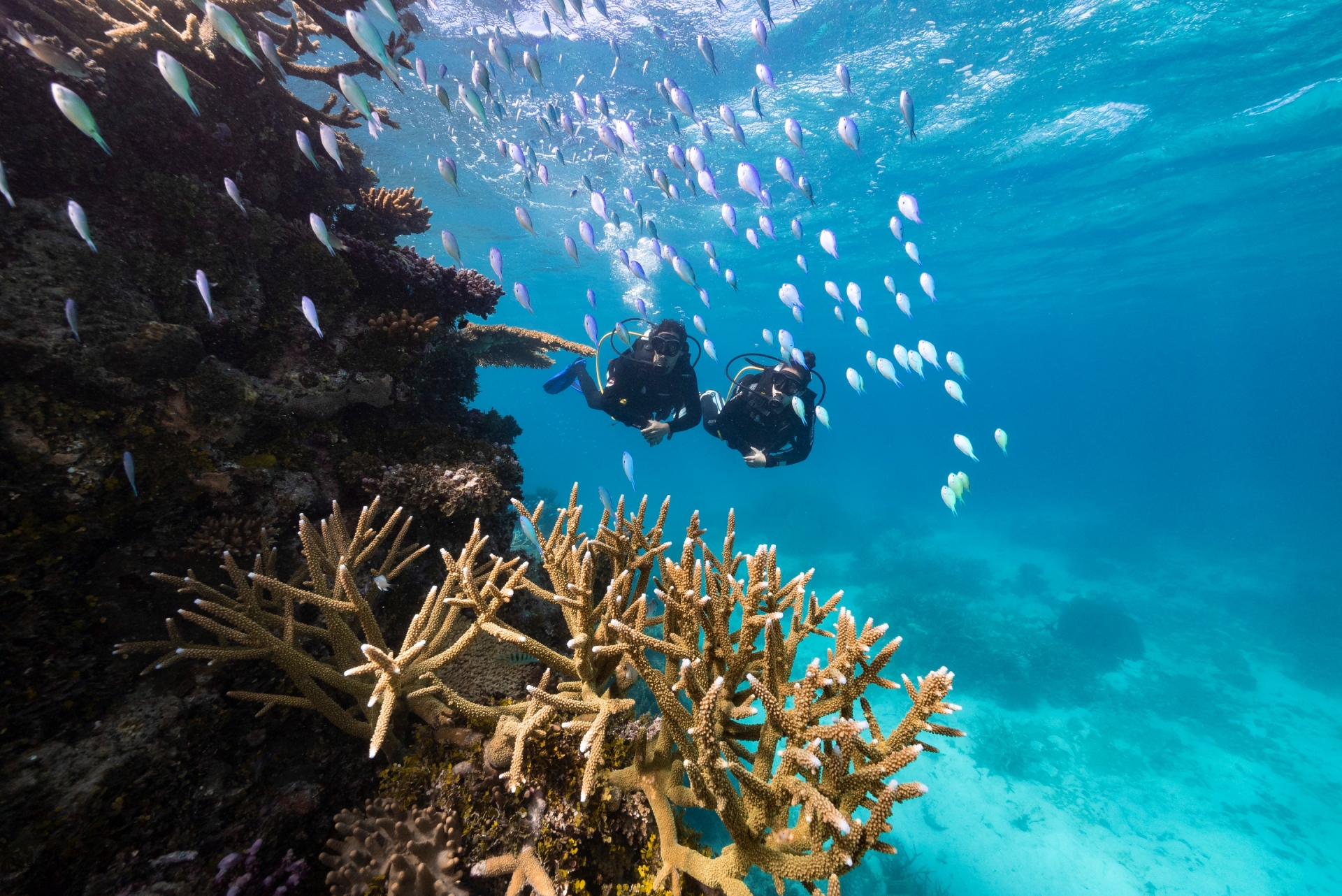 Pro Dive Magnetic Island, Magnetic Island, Queensland © Tourism and Events Queensland
