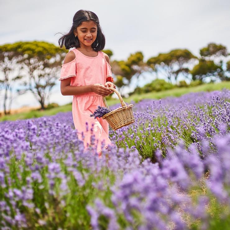 Emu Bay Lavender Farm, Kangaroo Island, South Australia © South Australian Tourism Commission Emu Bay Lavender Farm, Kangaroo Island, South Australia © South Australian Tourism Commission