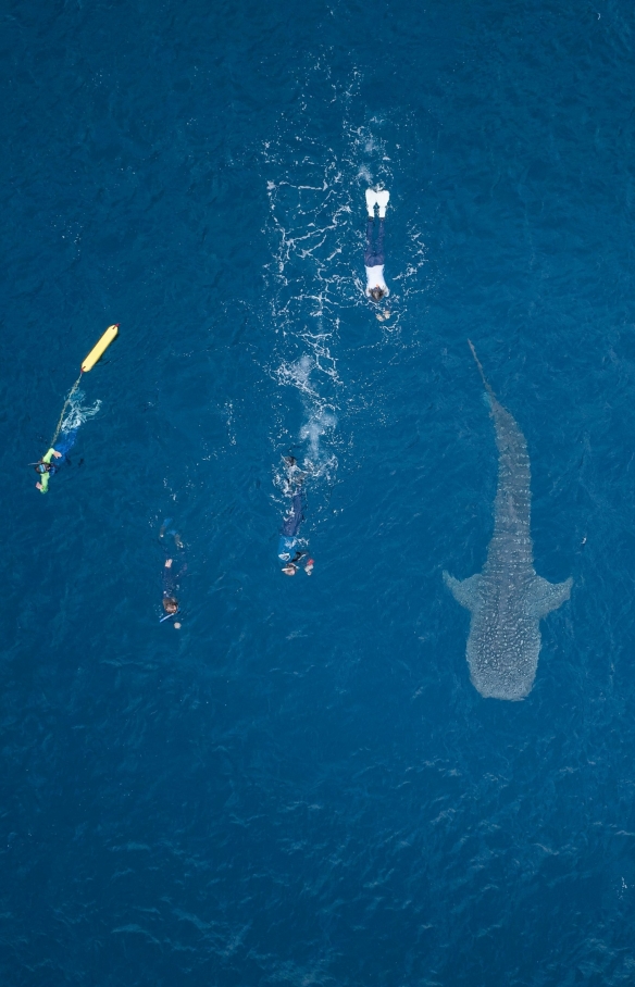 Vista dall'alto di un gruppo di persone che nuotano accanto a uno squalo balena sulla superficie dell'oceano con Ningaloo Discovery, Ningaloo Reef, Coral Coast, Western Australia © Tourism Australia 