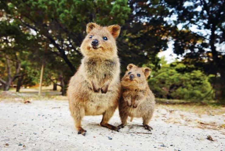 Quokka a Rottnest Island © Tourism Australia Quokka a Rottnest Island © Tourism Australia