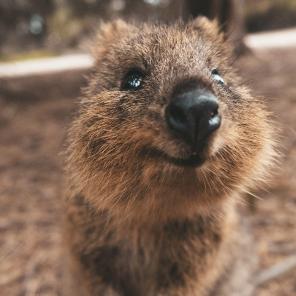 Quokka, Rottnest Island, WA © James Vodicka Quokka, Rottnest Island, WA © James Vodicka