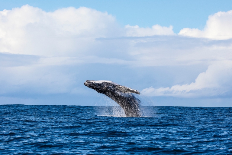 Una balena che salta fuori dall'oceano durante un tour con Dive Jervis Bay, Jervis Bay, New South Wales © Jordan Robins