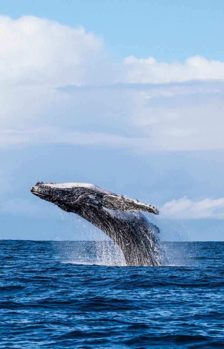 Una balena che salta fuori dall'oceano durante un tour con Dive Jervis Bay, Jervis Bay, New South Wales © Jordan Robins