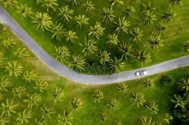 Aerial of car driving through palm trees in Tropical North Queensland © Tourism and Events Queensland / Sean Scott. Aerial of car driving through palm trees in Tropical North Queensland © Tourism and Events Queensland / Sean Scott.