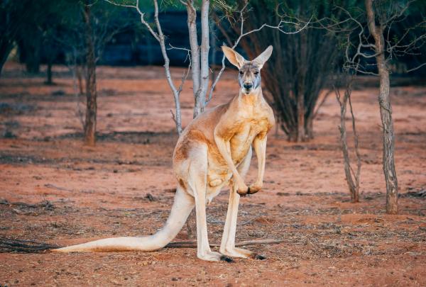 Canguro presso l'Alice Springs Kangaroo Sanctuary, Alice Springs, Northern Territory © Tourism NT/Jewels Lynch