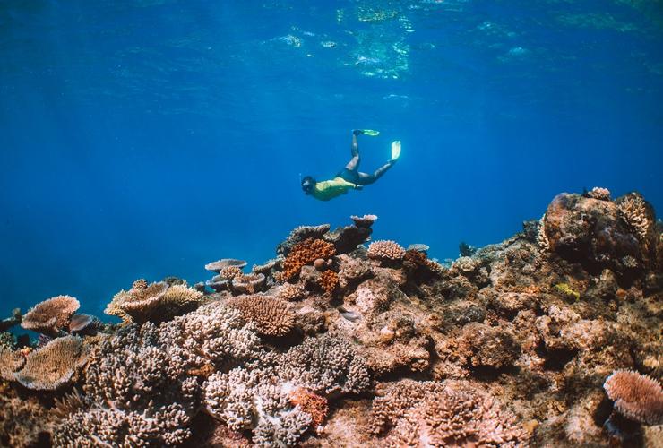 Ocean Safari, Mackay Reef, Queensland © Tourism Australia Ocean Safari, Mackay Reef, Queensland © Tourism Australia