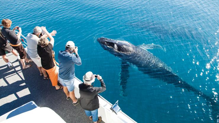 Avvistamento balene nella Hervey Bay, Hervey Bay, Queensland © Matthew Taylor, Tourism and Events Queensland Avvistamento balene nella Hervey Bay, Hervey Bay, Queensland © Matthew Taylor, Tourism and Events Queensland