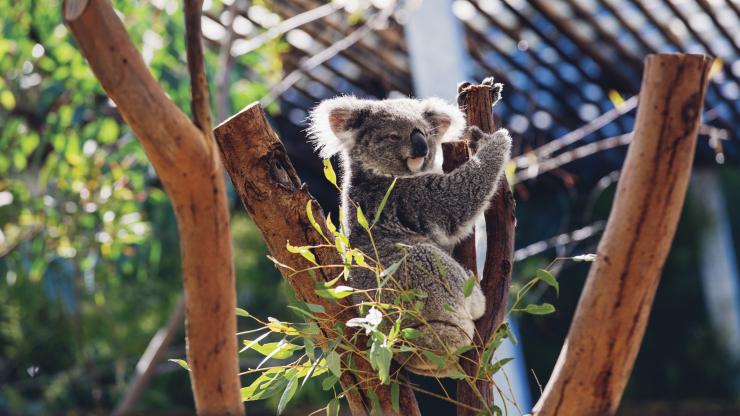 Australia Zoo, Sunshine Coast, Queensland © Australia Zoo Australia Zoo, Sunshine Coast, Queensland © Australia Zoo