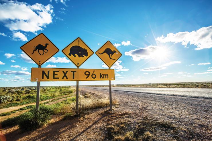 Cartello stradale che segnala la presenza di fauna selvatica, tra cui canguri e wombat, lungo l'Eyre Highway, Nullarbor, South Australia © Greg Snell, Tourism Australia