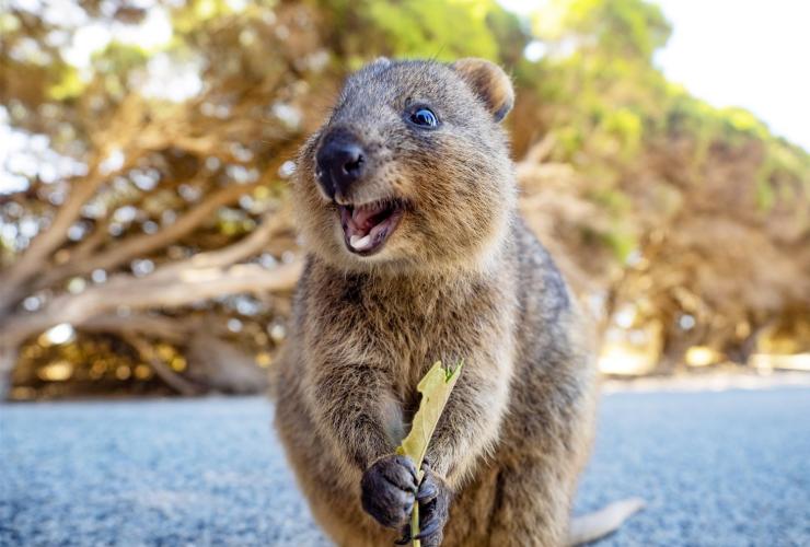 Quokka, Rottnest Island, Western Australia © Tourism Australia Quokka, Rottnest Island, Western Australia © Tourism Australia
