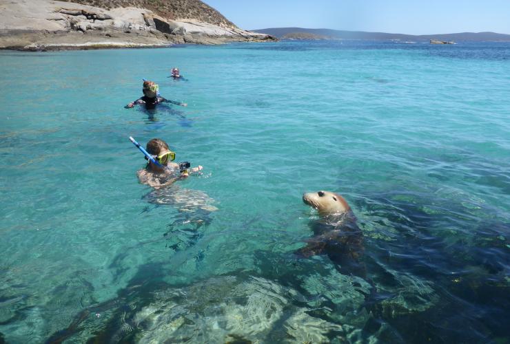 南オーストラリア州、エア半島、ポート・リンカーン(Port Lincoln)、アシカ © Calypso Star Charters 南オーストラリア州、エア半島、ポート・リンカーン(Port Lincoln)、アシカ © Calypso Star Charters