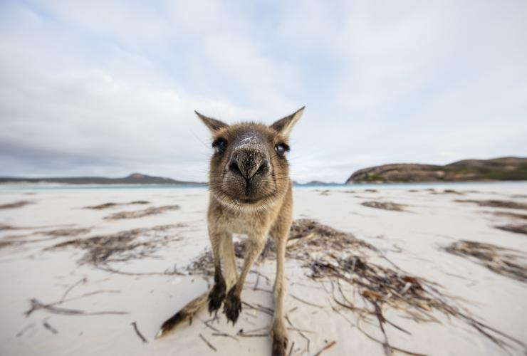 西オーストラリア州、ケープ・ル・グラン国立公園、ラッキー・ベイのカンガルー © Tourism Western Australia 西オーストラリア州、ケープ・ル・グラン国立公園、ラッキー・ベイのカンガルー © Tourism Western Australia
