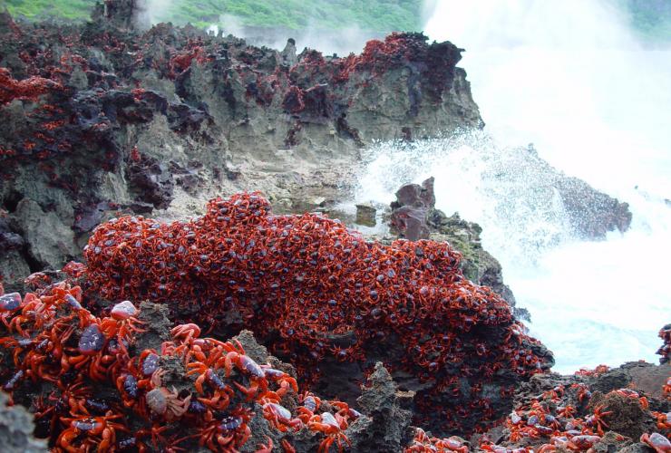 外部領域(External Territories)、クリスマス島、潮吹き穴のカニ © CITA 外部領域(External Territories)、クリスマス島、潮吹き穴のカニ © CITA