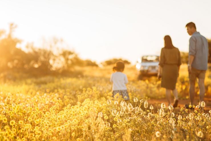   西オーストラリア州、ハーメルンプール近郊、ワイルドフラワー © Tourism Western Australia