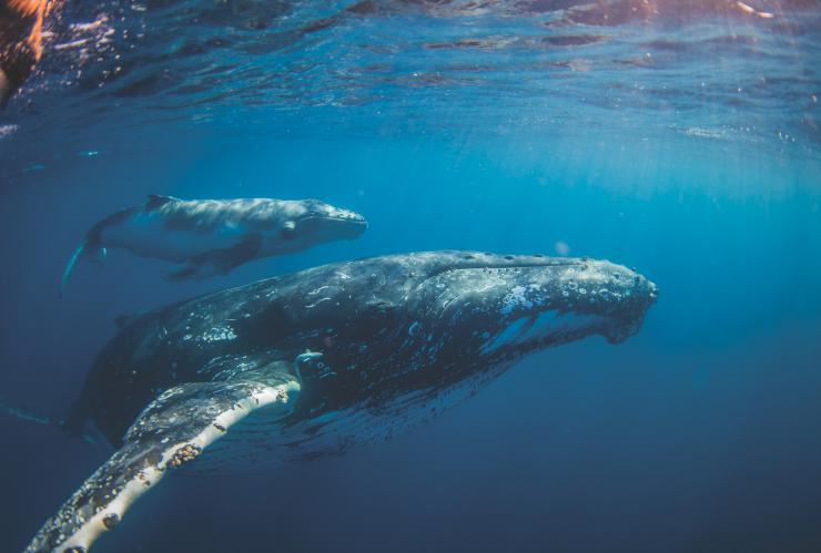 クイーンズランド州、サンシャイン・コースト、サンリーフ・ムールーラバ、クジラと一緒に泳ぐ © Migration Media Underwater Imaging クイーンズランド州、サンシャイン・コースト、サンリーフ・ムールーラバ、クジラと一緒に泳ぐ © Migration Media Underwater Imaging