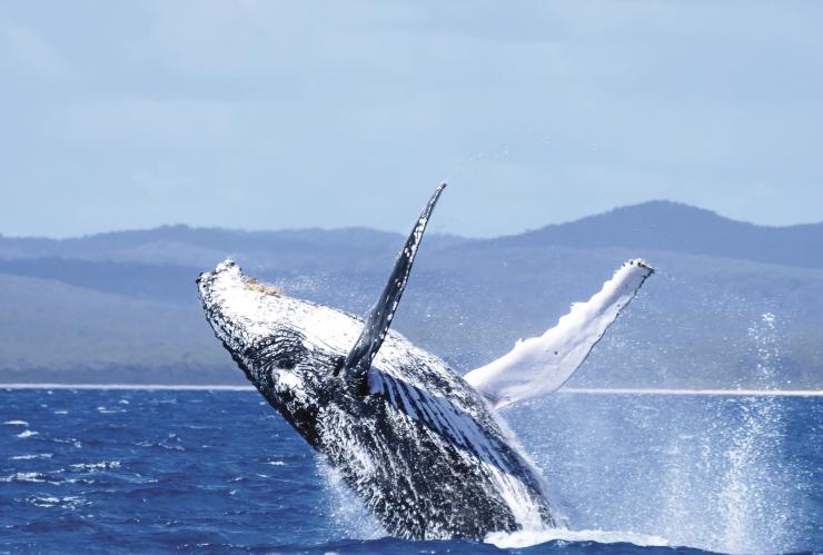 クインズランド州、ハービー・ベイ、クジラ © JZ Photography クインズランド州、ハービー・ベイ、クジラ © JZ Photography