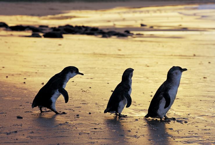ビクトリア州、フィリップ島、フィリップ島自然公園、ペンギン © Phillip Island Nature Park ビクトリア州、フィリップ島、フィリップ島自然公園、ペンギン © Phillip Island Nature Park