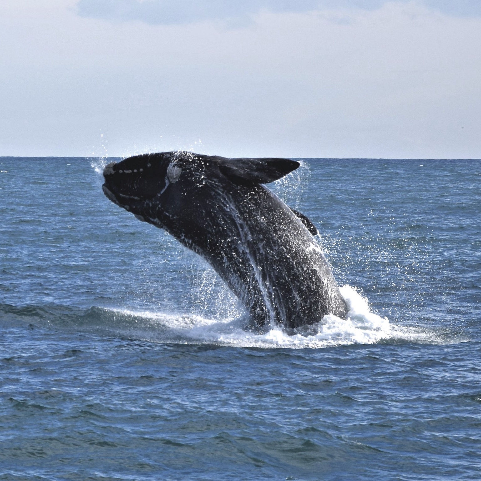 フィリップ島の近くでブリーチングをするミナミセミクジラ © John McFee / Wildlife Coast Cruises