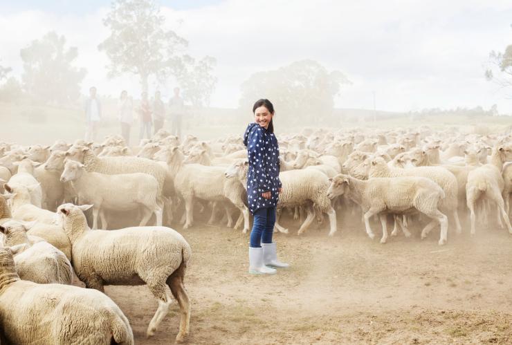 ハミルトンのカリンガ・ファームで羊に囲まれる家族 © Tourism Tasmania ハミルトンのカリンガ・ファームで羊に囲まれる家族 © Tourism Tasmania