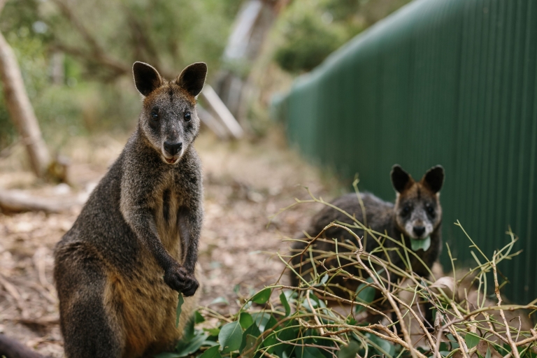 ビクトリア州、フィリップ島、コアラ保護区でカメラに顔を向ける2匹のカンガルー © Tourism Australia ビクトリア州、フィリップ島、コアラ保護区でカメラに顔を向ける2匹のカンガルー © Tourism Australia