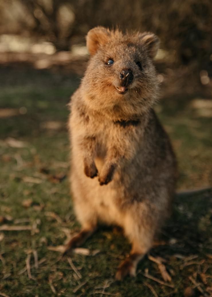 西オーストラリア州、ロットネスト島、クオッカ © Tourism Western Australia 西オーストラリア州、ロットネスト島、クオッカ © Tourism Western Australia