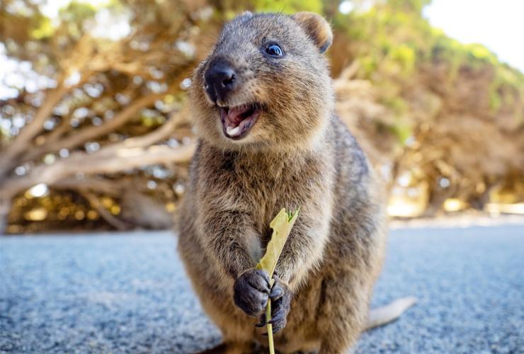 クオッカ © Tourism Australia クオッカ © Tourism Australia