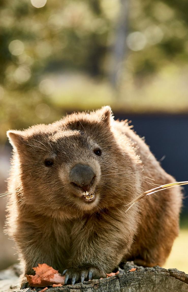 Wombat, Symbio Wildlife Park, Helensburgh, NSW © Destination NSW