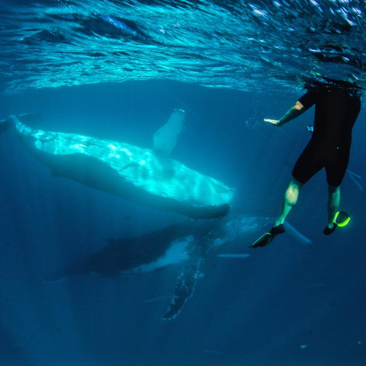 ニンガルー海洋公園でザトウクジラとともに泳ぐ人々 © Exmouth Dive and Whalesharks Ningaloo ニンガルー海洋公園でザトウクジラとともに泳ぐ人々 © Exmouth Dive and Whalesharks Ningaloo