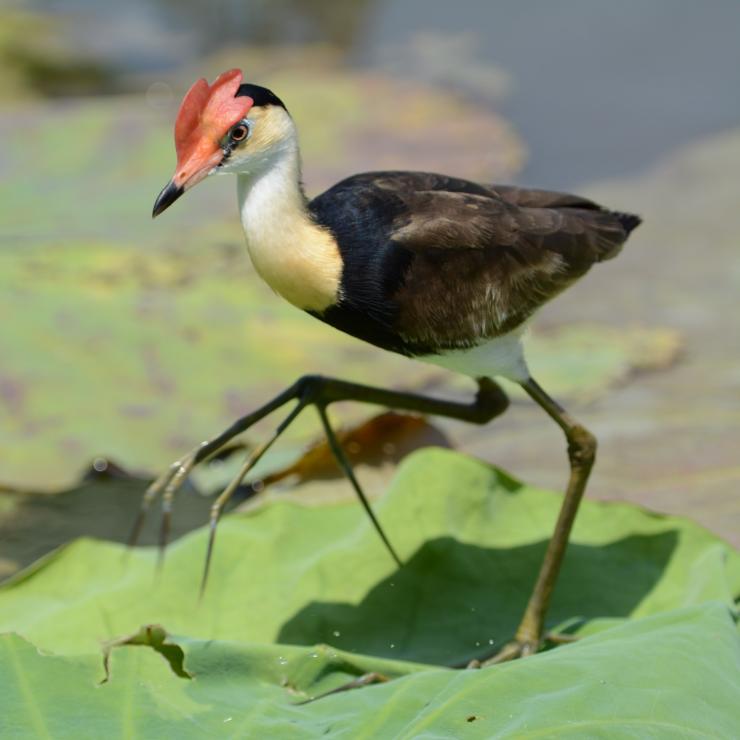 カカドゥ国立公園の睡蓮の上を跳ねて渡るトサカレンカク © Lords Kakadu & Arnhemland Safaris カカドゥ国立公園の睡蓮の上を跳ねて渡るトサカレンカク © Lords Kakadu & Arnhemland Safaris