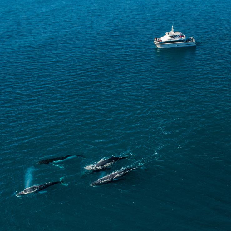 空から見たダンズボロー近海のミナミセミクジラとナチュラリステ・チャーターズのボート © Tourism Australia 空から見たダンズボロー近海のミナミセミクジラとナチュラリステ・チャーターズのボート © Tourism Australia