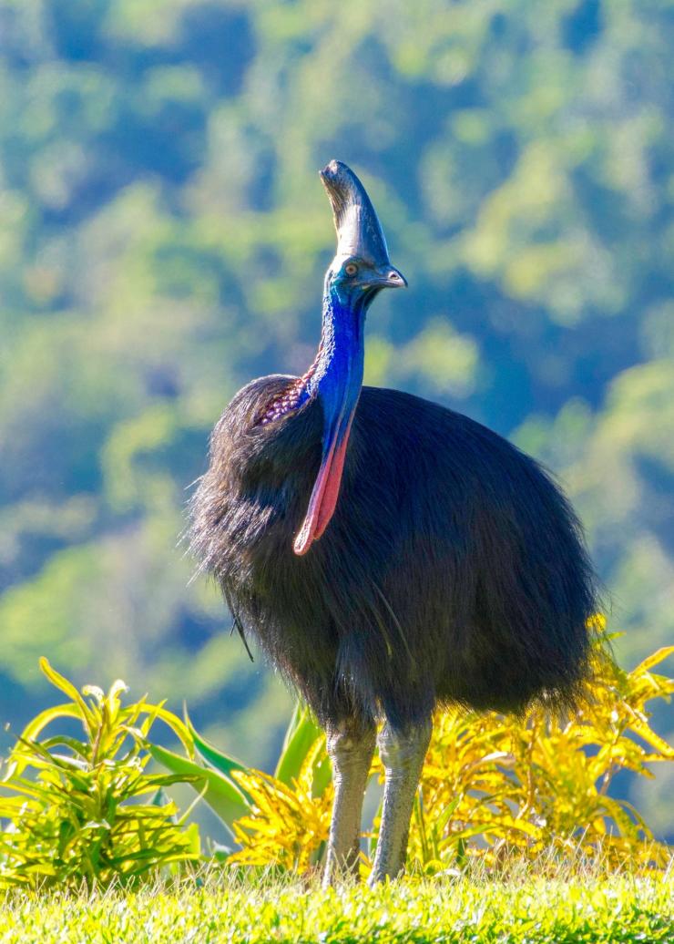 クイーンズランド州デインツリー国立公園のヒクイドリ © FNQ Nature Tours クイーンズランド州デインツリー国立公園のヒクイドリ © FNQ Nature Tours