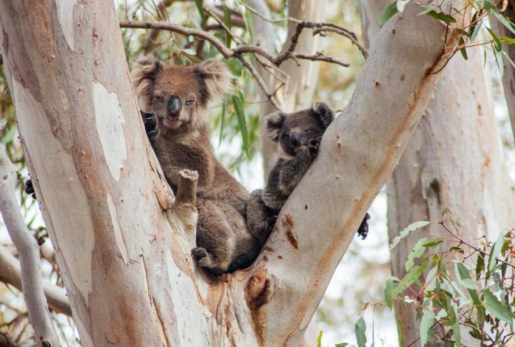カンガルー島、フリンダース・チェイス国立公園の樹上にいるコアラの親子 © Exceptional Kangaroo Island カンガルー島、フリンダース・チェイス国立公園の樹上にいるコアラの親子 © Exceptional Kangaroo Island