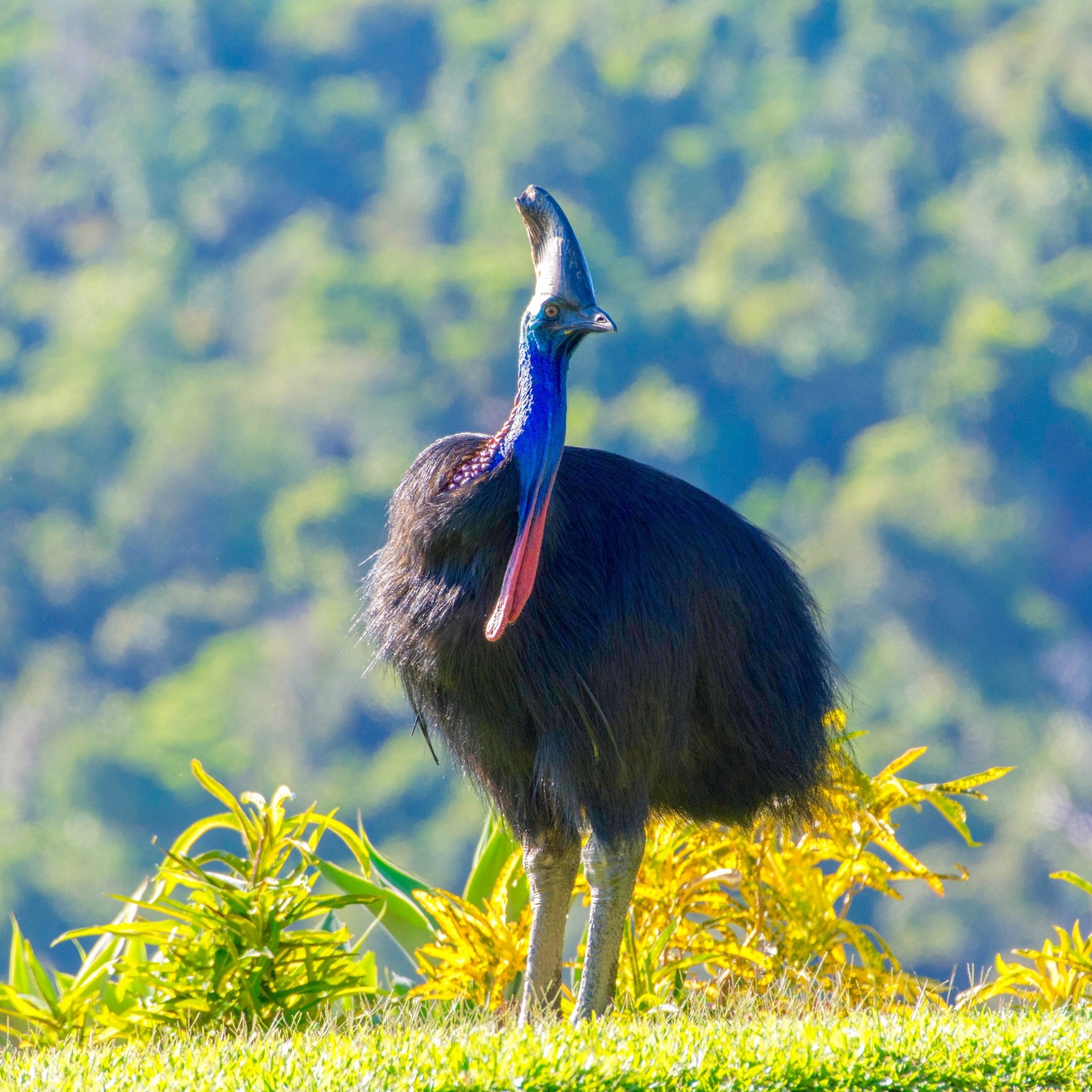 デインツリー国立公園で見つかったヒクイドリ © FNQ Nature Tours
