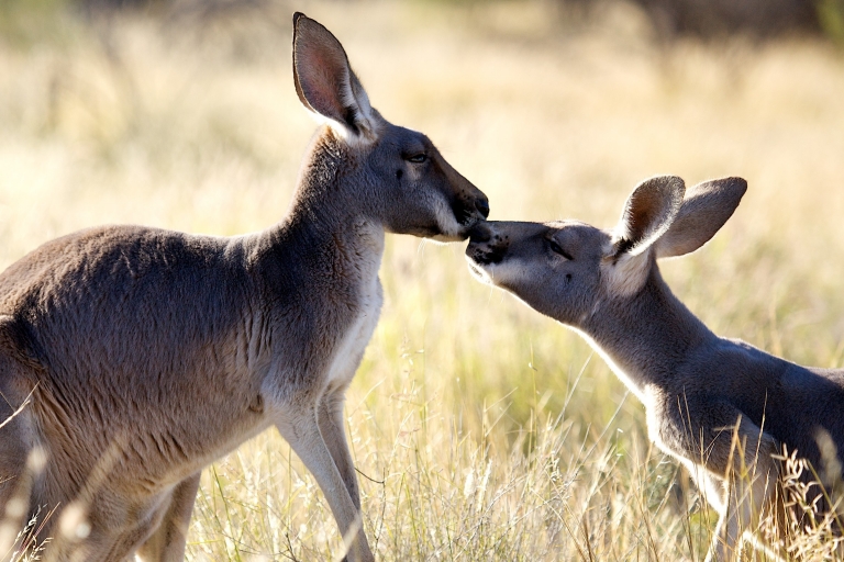 ノーザンテリトリー、アリス・スプリングス、カンガルー・サンクチュアリ © The Kangaroo Sanctuary ノーザンテリトリー、アリス・スプリングス、カンガルー・サンクチュアリ © The Kangaroo Sanctuary