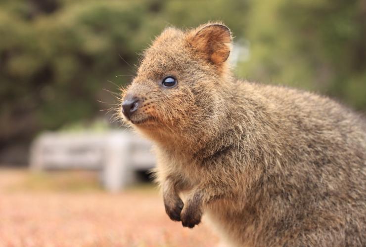 西オーストラリア州、ロットネスト島、クオッカ © Tourism Australia 西オーストラリア州、ロットネスト島、クオッカ © Tourism Australia