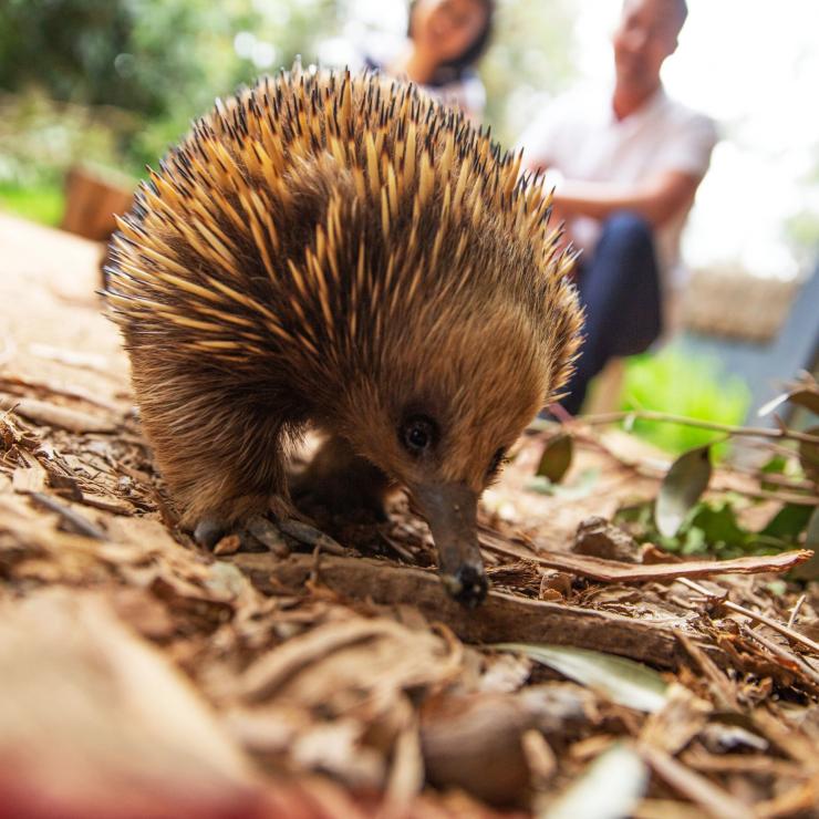 ビクトリア州、ヒールズビル、ヒールズビル自然保護区 © Visit Victoria ビクトリア州、ヒールズビル、ヒールズビル自然保護区 © Visit Victoria