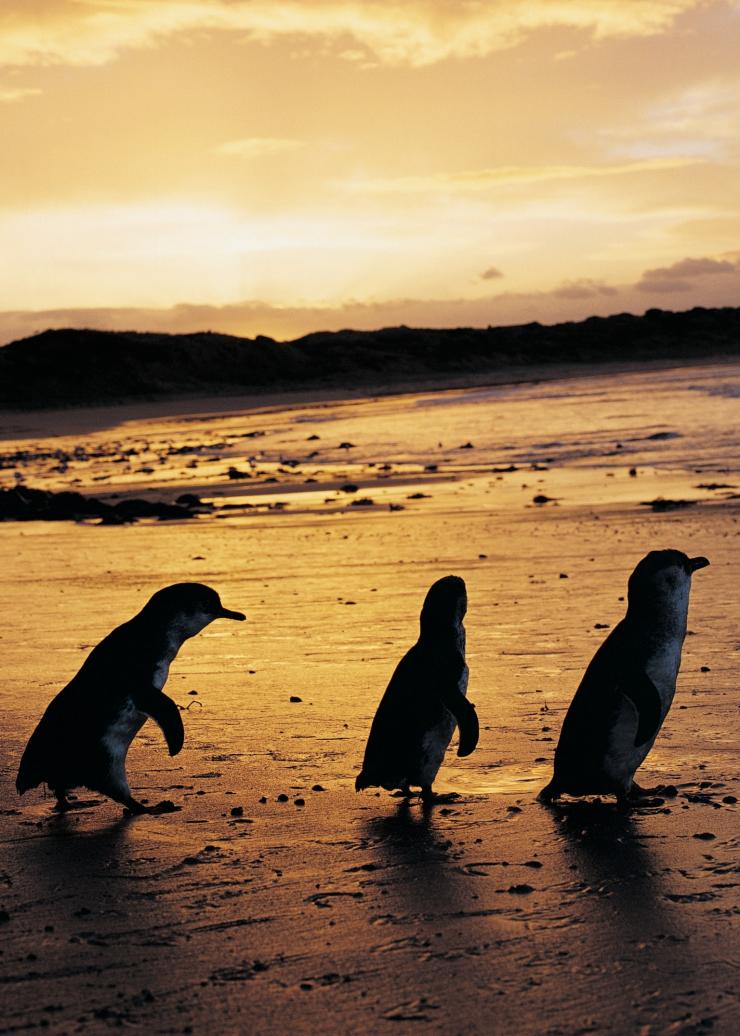 ビクトリア州、フィリップ島、ペンギン © Phillip Island Nature Park ビクトリア州、フィリップ島、ペンギン © Phillip Island Nature Park