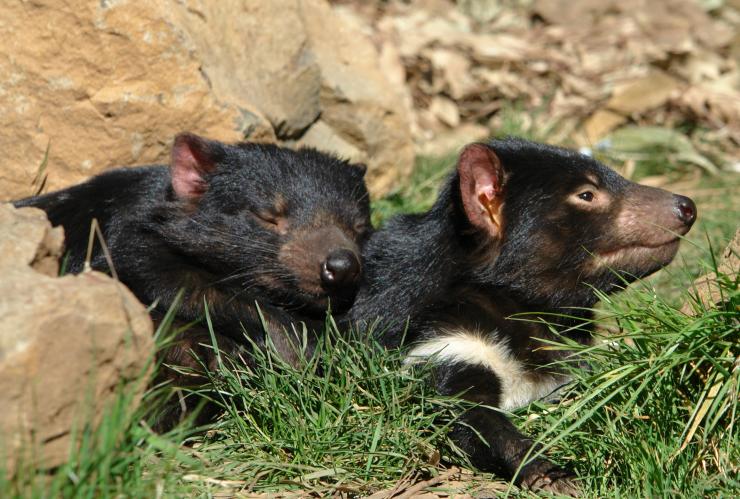 タスマニア州、クレイドル・マウンテン、デビルズ@クレイドル © Tourism Tasmania & Supplied Courtesy of Kentish Council タスマニア州、クレイドル・マウンテン、デビルズ@クレイドル © Tourism Tasmania & Supplied Courtesy of Kentish Council
