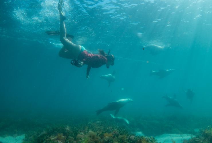 南オーストラリア州、ホプキンス島、アドベンチャー・ベイ・チャーターズ、アシカ © Tourism Australia 南オーストラリア州、ホプキンス島、アドベンチャー・ベイ・チャーターズ、アシカ © Tourism Australia